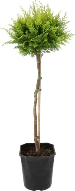 Schijncypres Op Stam (Chamaecyparis Lawsoniana 'Stardust') D 21 H 70 Cm