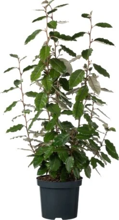 Olijfwilg (Elaeagnus Ebbingei 'Compacta') D 19 H 45 Cm