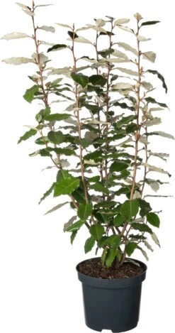 Olijfwilg (Elaeagnus Ebbingei 'Compacta') D 19 H 45 Cm -PlantenPuur Verkoopwinkel 8717263280552 169