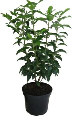 Portugese Laurier (Prunus Lusitanica 'Angustifolia') D 27 H 60 Cm