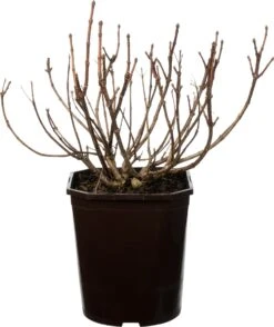 Pluimhortensia (Hydrangea Paniculata 'Switch Ophelia') D 19 H 25 Cm