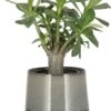 Woestijnroos (Adenium 'Ansu Baobab') D 12 H 20 Cm -PlantenPuur Verkoopwinkel 8717263287810
