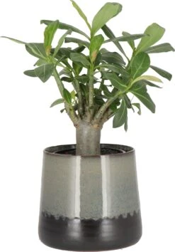 Woestijnroos (Adenium 'Ansu Baobab') D 12 H 20 Cm