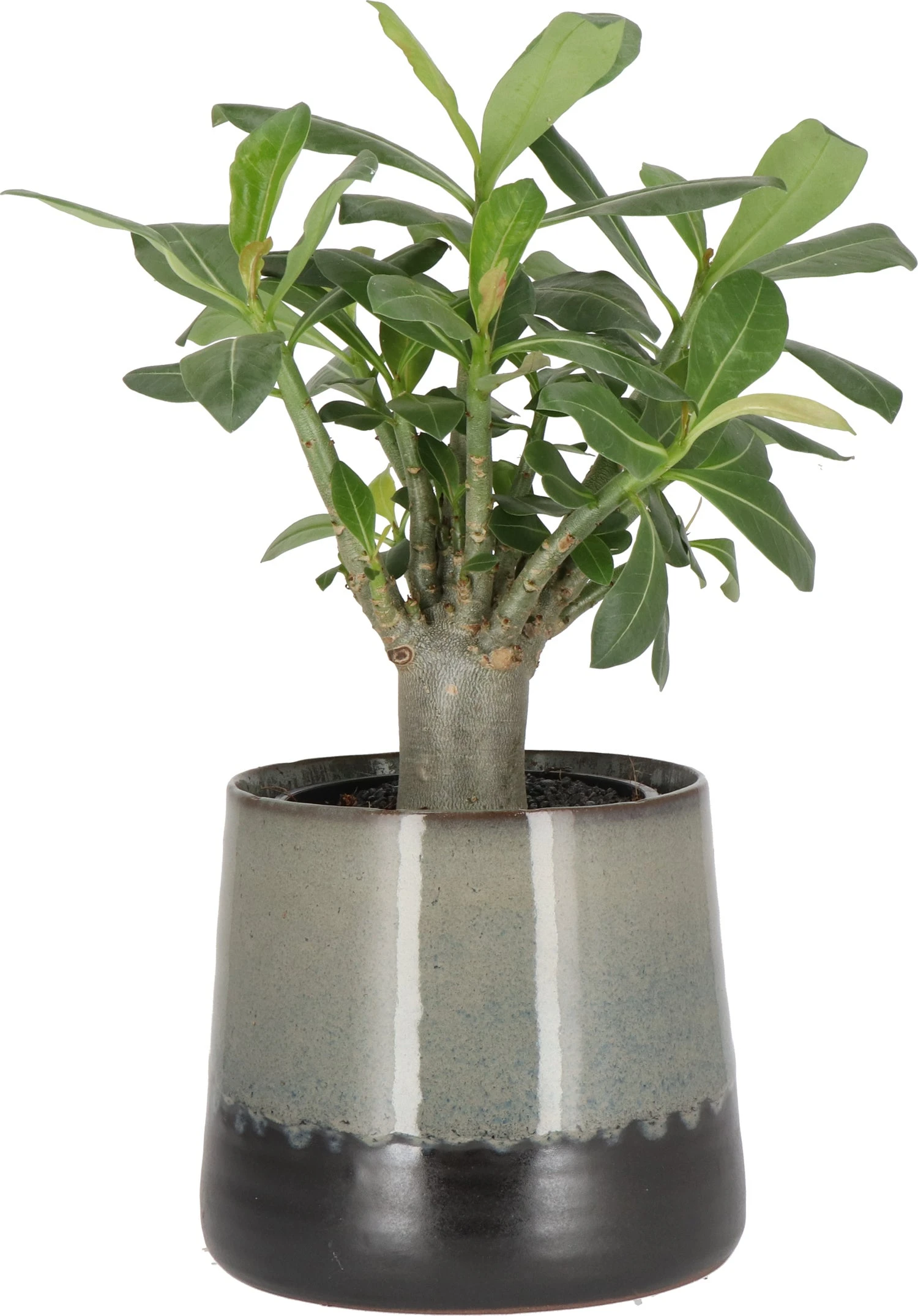 Woestijnroos (Adenium 'Ansu Baobab') D 12 H 20 Cm 3 Woestijnroos (Adenium 'Ansu Baobab') D 12 H 20 Cm