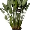 Paradijsvogelbloem (Strelitzia Reginae) D 34 H 140 Cm