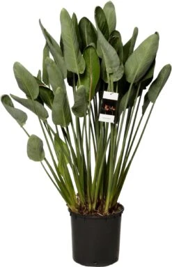 Paradijsvogelbloem (Strelitzia Reginae) D 34 H 140 Cm