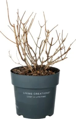 Pluimhortensia (Hydrangea Paniculata 'Living Pinky Promise') D 23 H 30 Cm