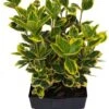 Kardinaalsmuts (Euonymus Japonicus 'Bravo') D 33 H 100 Cm -PlantenPuur Verkoopwinkel 8717263293095 0