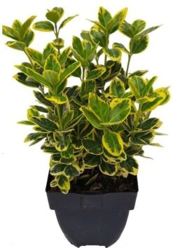 Kardinaalsmuts (Euonymus Japonicus 'Bravo') D 33 H 100 Cm