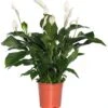 Lepelplant (Spathiphyllum 'Sweet Lauretta') D 24 H 105 Cm -PlantenPuur Verkoopwinkel 8717263410003
