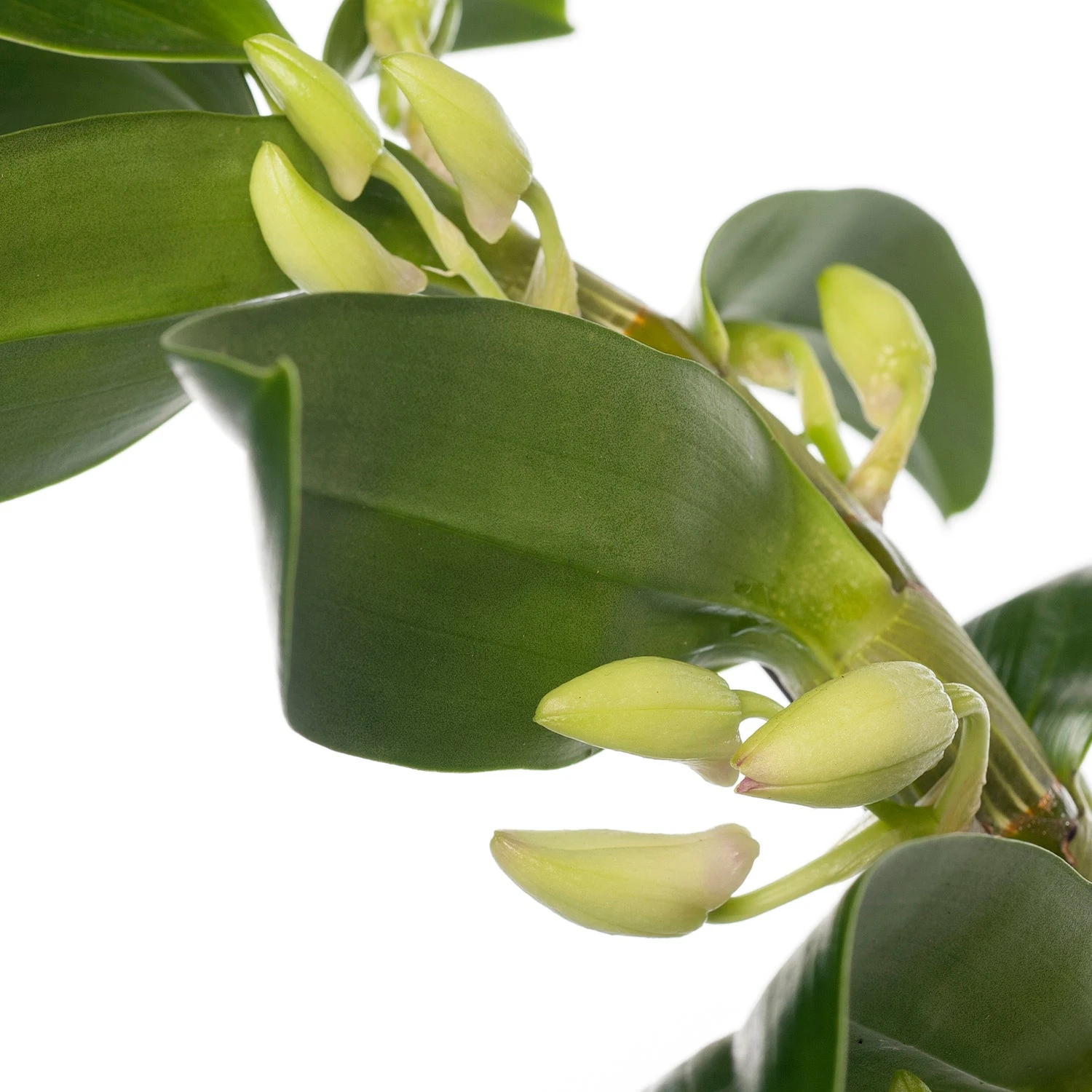 Bamboeorchidee (Dendrobium Nobile 'Apollon') Op Boogrekje D 12 H 45 Cm 4 Bamboeorchidee (Dendrobium Nobile 'Apollon') Op Boogrekje D 12 H 45 Cm - Afbeelding 2