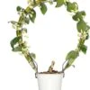Bamboeorchidee (Dendrobium Nobile 'Apollon') Op Boogrekje D 12 H 45 Cm 2 Bamboeorchidee (Dendrobium Nobile 'Apollon') Op Boogrekje D 12 H 45 Cm -PlantenPuur Verkoopwinkel 8717263416289 2
