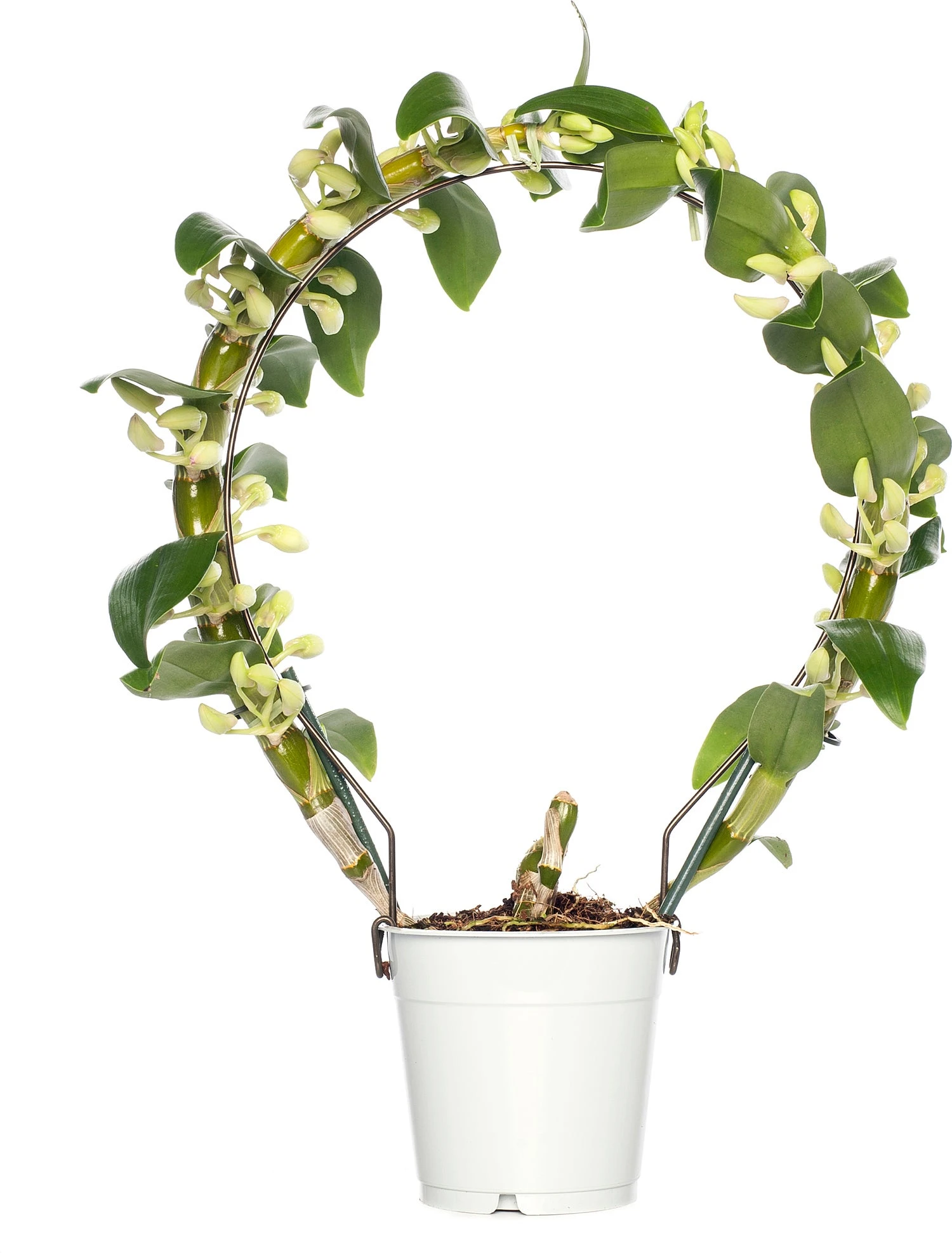 Bamboeorchidee (Dendrobium Nobile 'Apollon') Op Boogrekje D 12 H 45 Cm 3 Bamboeorchidee (Dendrobium Nobile 'Apollon') Op Boogrekje D 12 H 45 Cm