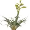 Tillandsia (Tillandsia Oerstediana) D 12 H 55 Cm -PlantenPuur Verkoopwinkel 8717263418542