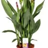 Curcuma (Curcuma 'Splash') D 15 H 55 Cm -PlantenPuur Verkoopwinkel 8717263419822