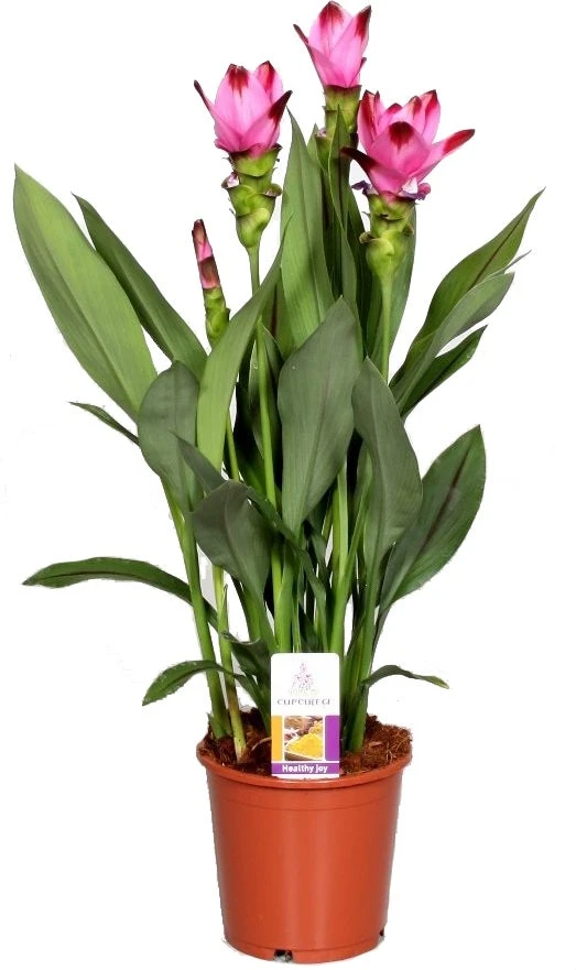 Curcuma (Curcuma 'Splash') D 15 H 55 Cm 3 Curcuma (Curcuma 'Splash') D 15 H 55 Cm