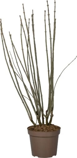 Sering (Syringa Villosa 'Agnes Smith') D 32 H 100 Cm