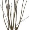 Sering (Syringa Villosa 'Lark Song') D 32 H 100 Cm -PlantenPuur Verkoopwinkel 8717263420323 0
