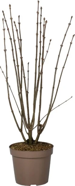 Sering (Syringa Villosa 'Lark Song') D 32 H 100 Cm