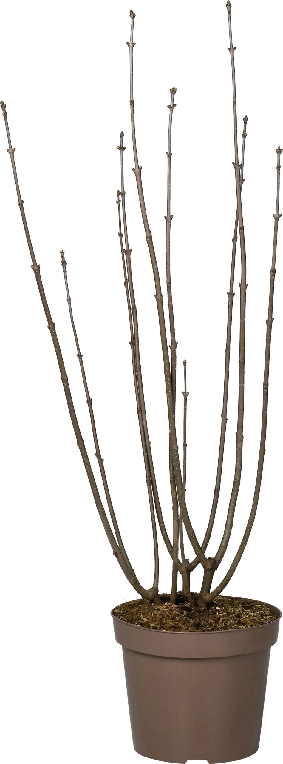 Sering (Syringa Villosa 'Miss Canada') D 32 H 100 Cm 3 Sering (Syringa Villosa 'Miss Canada') D 32 H 100 Cm