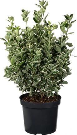 Japanse Kardinaalsmuts (Euonymus Japonicus 'Kathy') D 26 H 50 Cm