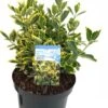 Kardinaalsmuts (Euonymus Japonicus 'Marieke') D 26 H 60 Cm 1 Kardinaalsmuts (Euonymus Japonicus 'Marieke') D 26 H 60 Cm -PlantenPuur Verkoopwinkel 8717263422341