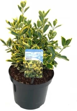 Kardinaalsmuts (Euonymus Japonicus 'Marieke') D 26 H 60 Cm