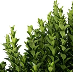 Japanse Kardinaalsmuts (Euonymus Japonicus 'Microphyllus') D 26 H 50 Cm -PlantenPuur Verkoopwinkel 8717263422358 1