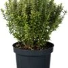 Japanse Kardinaalsmuts (Euonymus Japonicus 'Microphyllus Aureovariegatus') D 26 H 50 Cm -PlantenPuur Verkoopwinkel 8717263422365 0