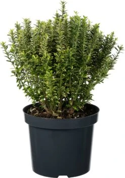 Japanse Kardinaalsmuts (Euonymus Japonicus 'Microphyllus Aureovariegatus') D 26 H 50 Cm