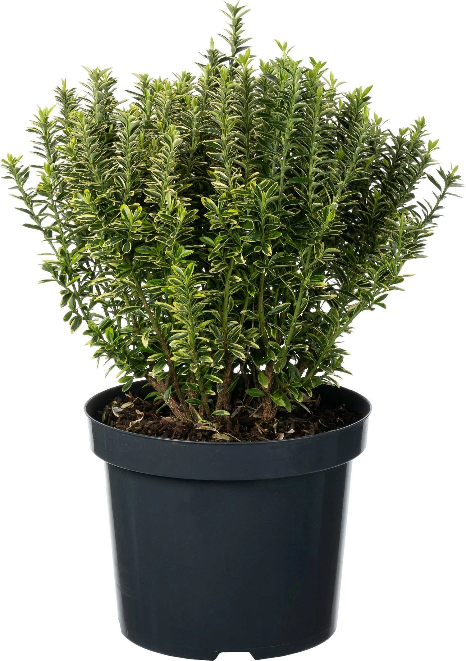 Japanse Kardinaalsmuts (Euonymus Japonicus 'Microphyllus Aureovariegatus') D 26 H 50 Cm 3 Japanse Kardinaalsmuts (Euonymus Japonicus 'Microphyllus Aureovariegatus') D 26 H 50 Cm