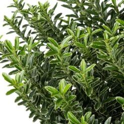 Japanse Kardinaalsmuts (Euonymus Japonicus 'Microphyllus Aureovariegatus') D 26 H 50 Cm -PlantenPuur Verkoopwinkel 8717263422372 1