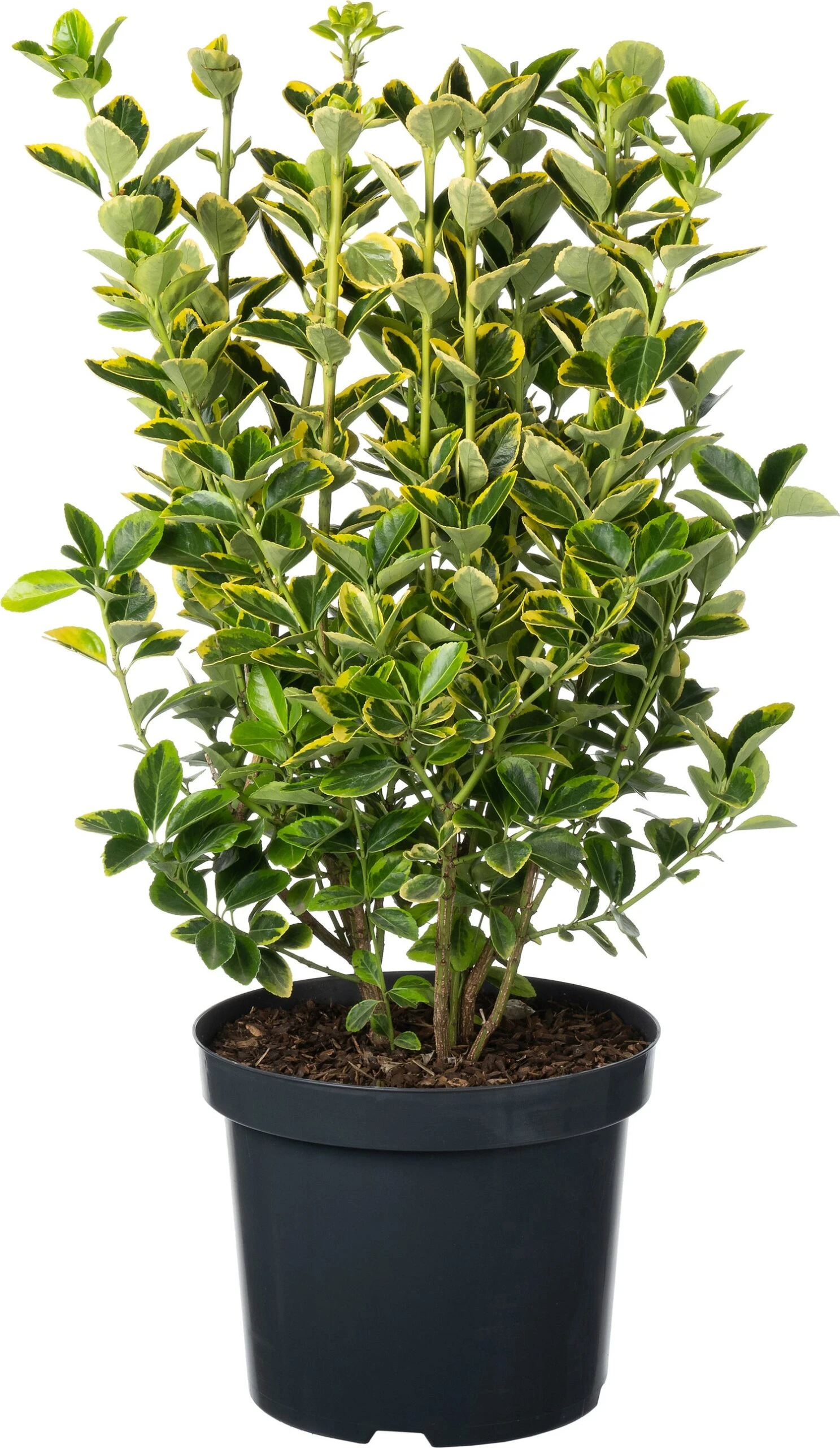 Japanse Kardinaalsmuts (Euonymus Japonicus 'Aureomarginatus') D 26 H 50 Cm 3 Japanse Kardinaalsmuts (Euonymus Japonicus 'Aureomarginatus') D 26 H 50 Cm