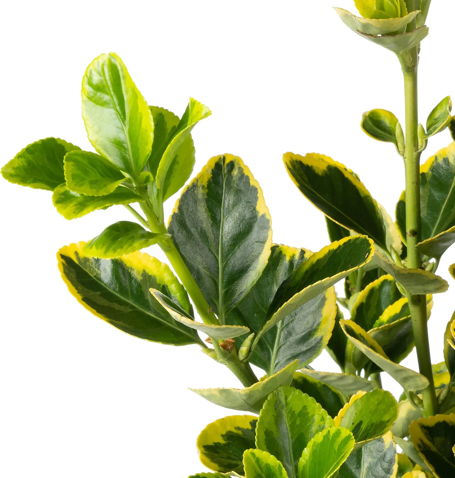 Japanse Kardinaalsmuts (Euonymus Japonicus 'Aureomarginatus') D 26 H 50 Cm 4 Japanse Kardinaalsmuts (Euonymus Japonicus 'Aureomarginatus') D 26 H 50 Cm - Afbeelding 2