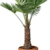 Chinese Waaierpalm (Trachycarpus Fortunei) D 26 H 75 Cm