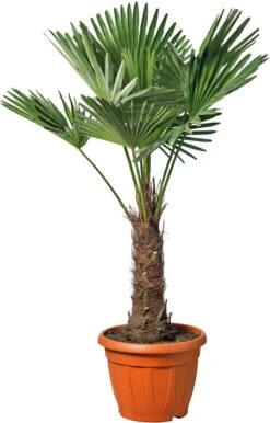 Chinese Waaierpalm (Trachycarpus Fortunei) D 26 H 75 Cm