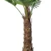 Chinese Waaierpalm (Trachycarpus Fortunei) D 70 H 200 Cm -PlantenPuur Verkoopwinkel 8717263435815 1 1