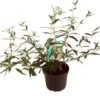Vlinderstruik (Buddleja Davidii 'Black Knight') D 24 H 40 Cm -PlantenPuur Verkoopwinkel 8717263438120