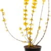 Chinees Klokje (Forsythia Intermedia 'Goldrausch') D 24 H 60 Cm -PlantenPuur Verkoopwinkel 8717263438335