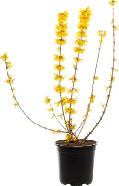 Chinees Klokje (Forsythia Intermedia 'Goldrausch') D 24 H 60 Cm