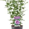 Chinese Roos (Hibiscus Syriacus 'Ardens') D 23 H 60 Cm -PlantenPuur Verkoopwinkel 8717263438373