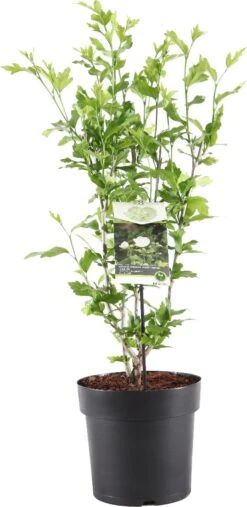 Chinese Roos (Hibiscus Syriacus 'White Chiffon') D 23 H 60 Cm