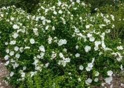 Chinese Roos (Hibiscus Syriacus 'White Chiffon') D 23 H 60 Cm -PlantenPuur Verkoopwinkel 8717263438403 3