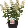 Pluimhortensia (Hydrangea Paniculata 'Pinky Winky') D 23 Cm 1 Pluimhortensia (Hydrangea Paniculata 'Pinky Winky') D 23 Cm -PlantenPuur Verkoopwinkel 8717263438458 1