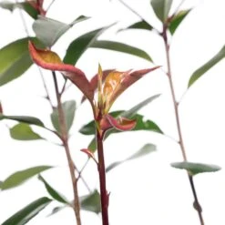 Glansmispel (Photinia X Fraseri 'Red Robin') D 23 Cm -PlantenPuur Verkoopwinkel 8717263438557 2