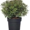 Rotsheide (Pieris Japonica 'Little Heath') D 23 H 30 Cm -PlantenPuur Verkoopwinkel 8717263438588