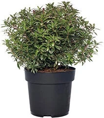 Rotsheide (Pieris Japonica 'Little Heath') D 23 H 30 Cm 3 Rotsheide (Pieris Japonica 'Little Heath') D 23 H 30 Cm