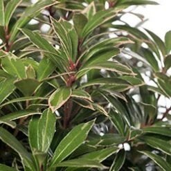 Rotsheide (Pieris Japonica 'Little Heath') D 23 H 30 Cm 5 Rotsheide (Pieris Japonica 'Little Heath') D 23 H 30 Cm -PlantenPuur Verkoopwinkel 8717263438588 2