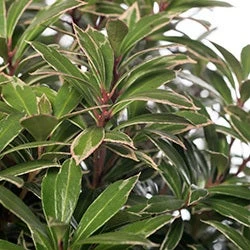 Rotsheide (Pieris Japonica 'Little Heath') D 23 H 30 Cm 4 Rotsheide (Pieris Japonica 'Little Heath') D 23 H 30 Cm - Afbeelding 2