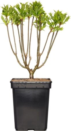 Sering (Syringa Villosae 'Agnes Smith') D 23 H 30 Cm